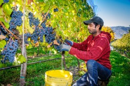 Kuldeep Dhaliwal harvests grapes at GK Farm on the East Bench of Osoyoos. The farm supplies grapes to Moon Curser Vineyards.